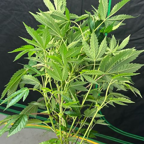 MiscxLAZ #37 C growlog photo: Transplanted into 1gal