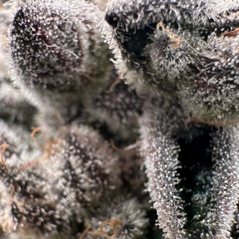 Misc x (LA Kush x Zkittles) #29 25.69g growlog timeline photo