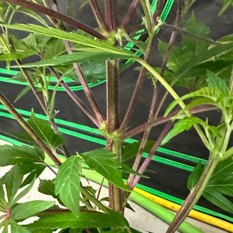 CxLAZ #03 C #1 58.58g growlog timeline photo
