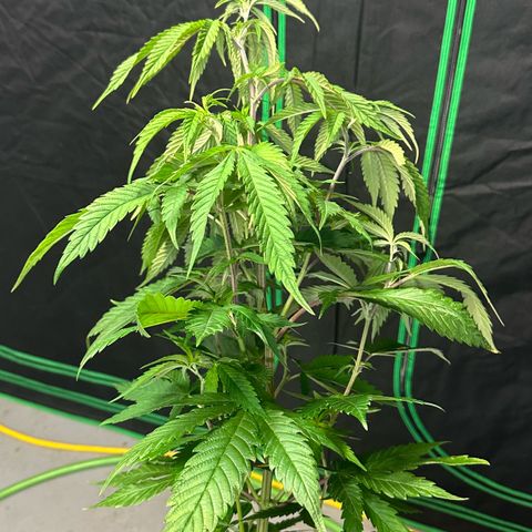 MiscxLAZ #22 C 42.33g growlog photo: Transplanted into 1gal