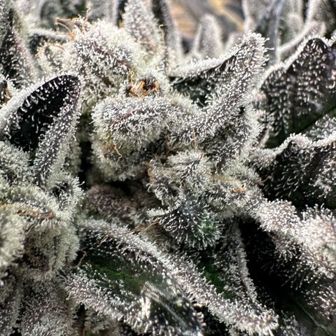 Misc x (LA Kush x Zkittles) #29 25.69g growlog timeline photo