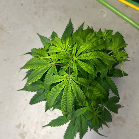 MiscxLAZ #22 C 42.33g growlog photo: Transplanted into 1gal