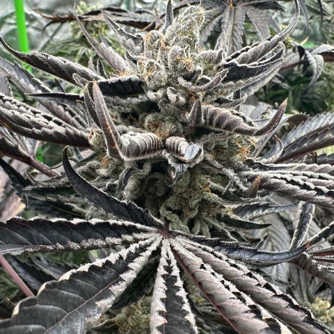 CxLAZ #16 50.72g growlog timeline photo