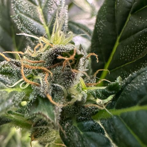 Auto Think Different  #3 growlog timeline photo