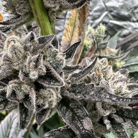 Misc x (LA Kush x Zkittles) #29 25.69g growlog timeline photo