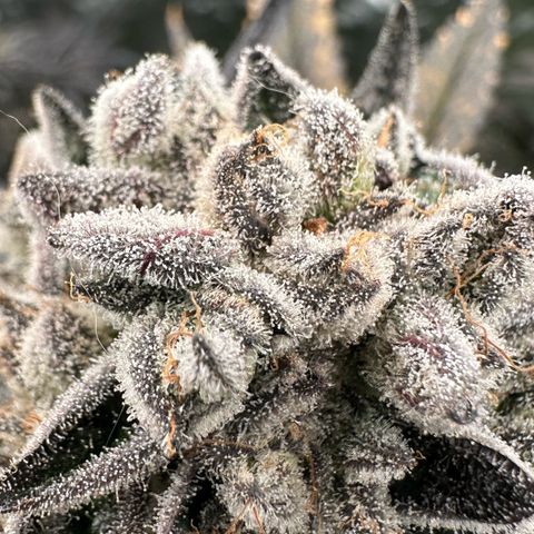 Misc x (LA Kush x Zkittles) #29 25.69g growlog timeline photo
