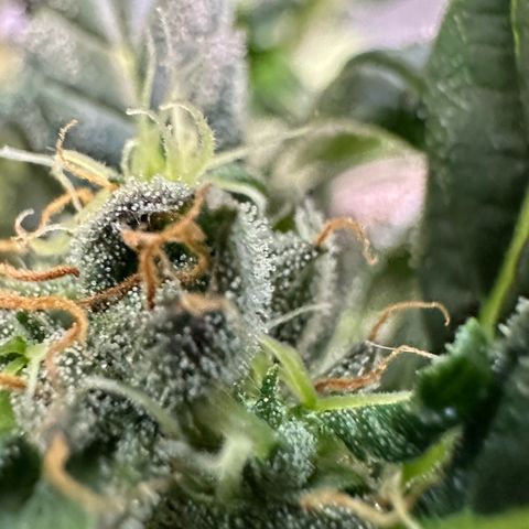 Auto Think Different  #3 growlog timeline photo