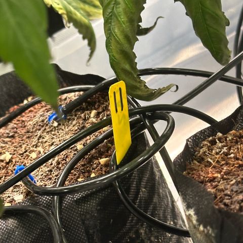 CxLAZ #11 50.28g growlog timeline photo