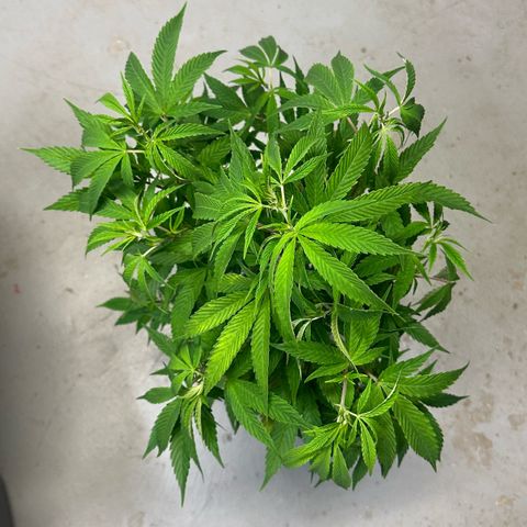 MiscxLAZ #08 C #1 growlog timeline photo
