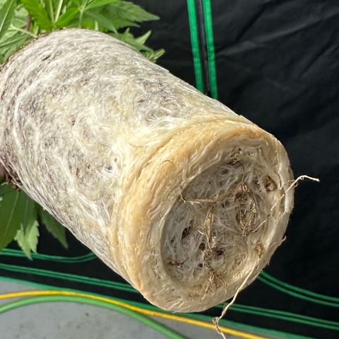 CxLAZ #03 C #1 58.58g growlog timeline photo