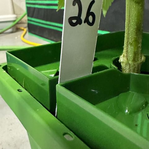 MiscxLAZ #26 C #2 growlog timeline photo