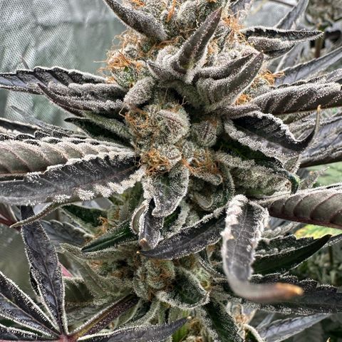 CxLAZ #11 50.28g growlog timeline photo