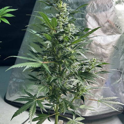 Auto Think Different  #1 growlog timeline photo