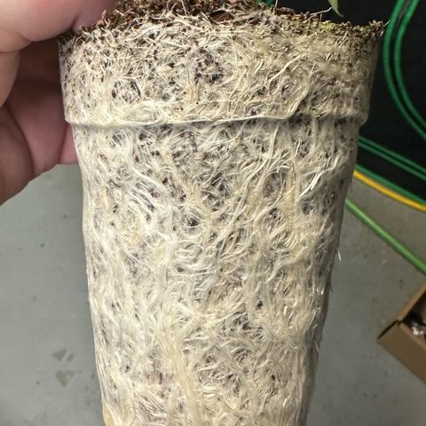 MiscxLAZ #37 C growlog photo: Transplanted into 1gal