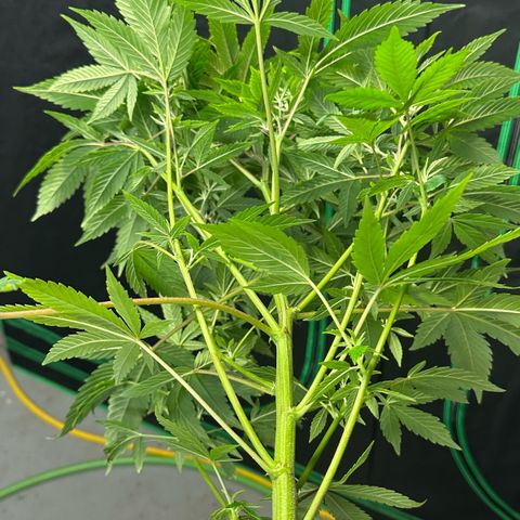 CxLAZ #20 C1 25g growlog timeline photo