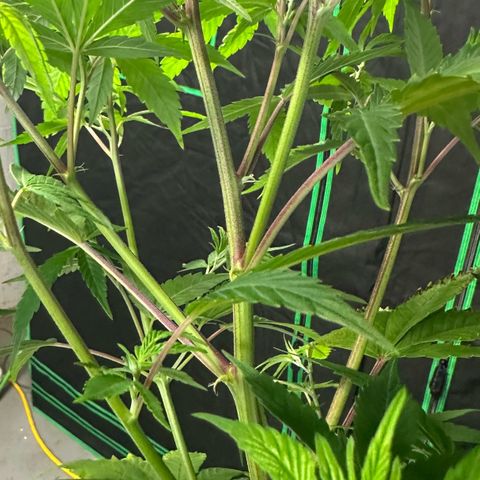 MiscxLAZ #08 C #1 growlog timeline photo