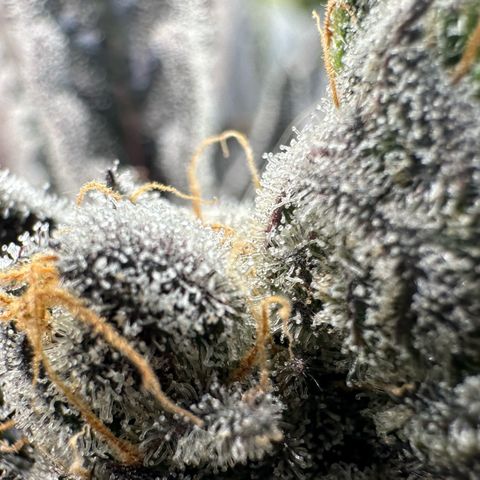 CxLAZ #16 50.72g growlog timeline photo
