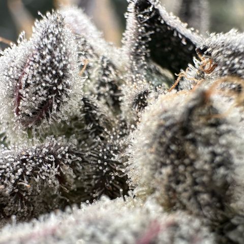 Misc x (LA Kush x Zkittles) #29 25.69g growlog timeline photo
