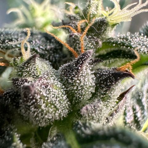 Auto Think Different  #1 growlog timeline photo