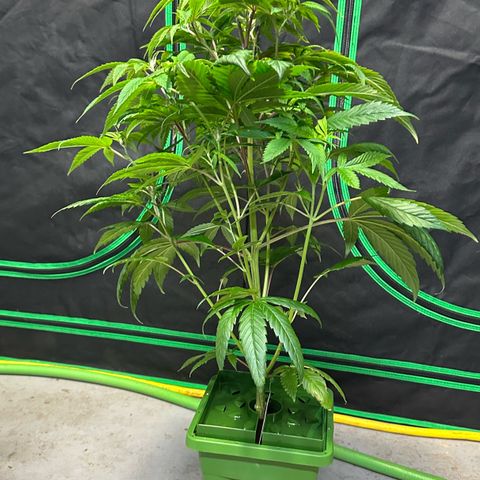 MiscxLAZ #26 C #2 growlog timeline photo
