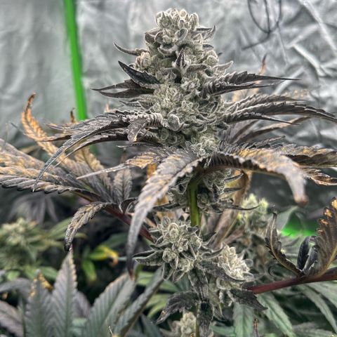 Misc x (LA Kush x Zkittles) #29 25.69g growlog timeline photo