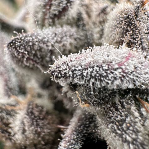 Misc x (LA Kush x Zkittles) #29 25.69g growlog timeline photo