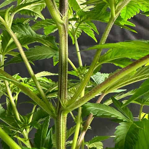 Fuel D.OG #1 Female 47.36g growlog timeline photo