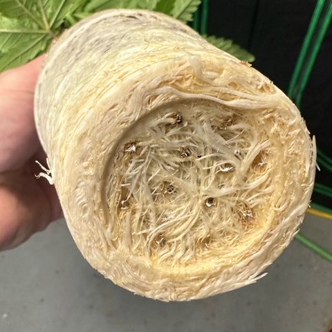 MiscxLAZ #22 C 42.33g growlog photo: Transplanted into 1gal