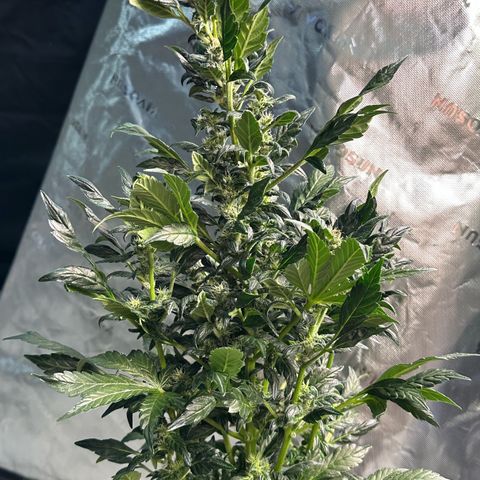 Auto Think Different  #3 growlog timeline photo