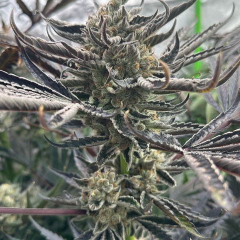 CxLAZ #16 50.72g growlog timeline photo
