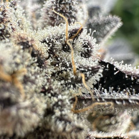 Misc x (LA Kush x Zkittles) #22 34.14g growlog timeline photo