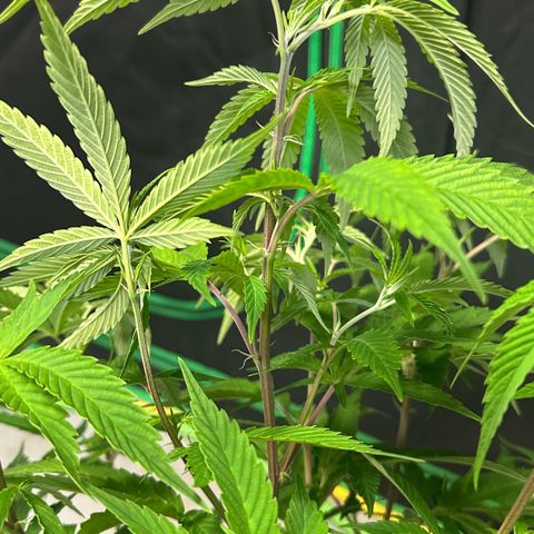 MiscxLAZ #08 C #1 growlog timeline photo