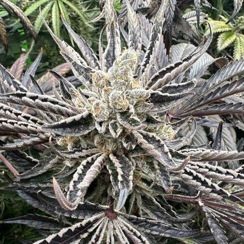 CxLAZ #16 50.72g growlog timeline photo