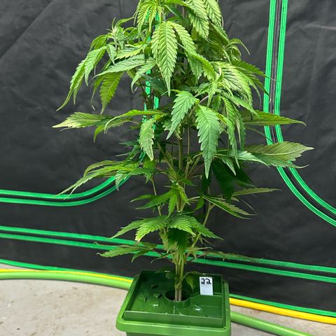 MiscxLAZ #22 C 42.33g growlog photo: Transplanted into 1gal