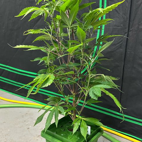 CxLAZ #03 C #1 58.58g growlog timeline photo