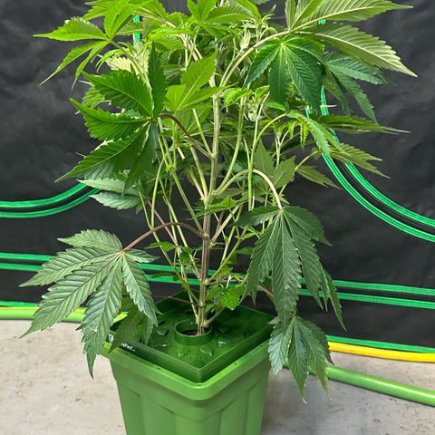 MiscxLAZ #37 C growlog photo: Transplanted into 1gal