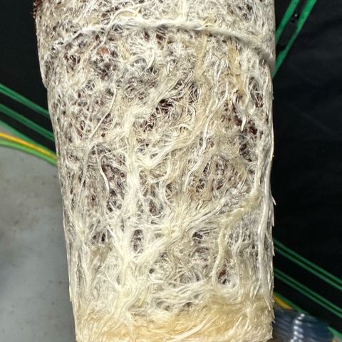 MiscxLAZ #26 C #2 growlog timeline photo