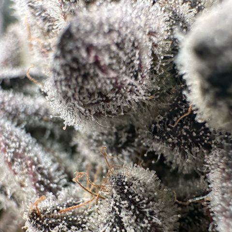 Misc x (LA Kush x Zkittles) #29 25.69g growlog timeline photo
