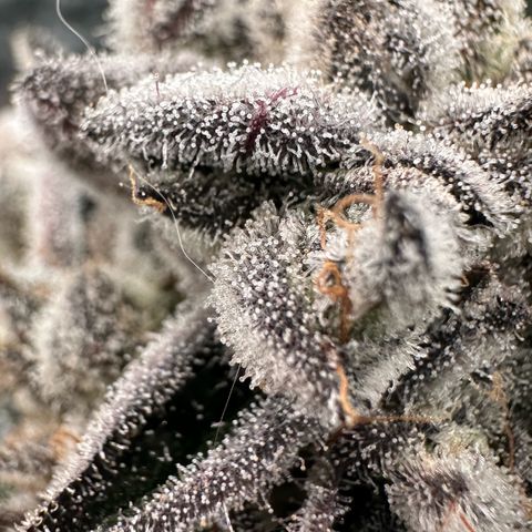 Misc x (LA Kush x Zkittles) #29 25.69g growlog timeline photo