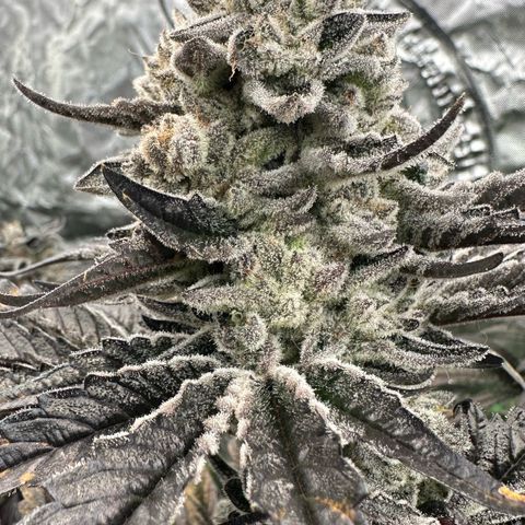 Misc x (LA Kush x Zkittles) #29 25.69g growlog timeline photo