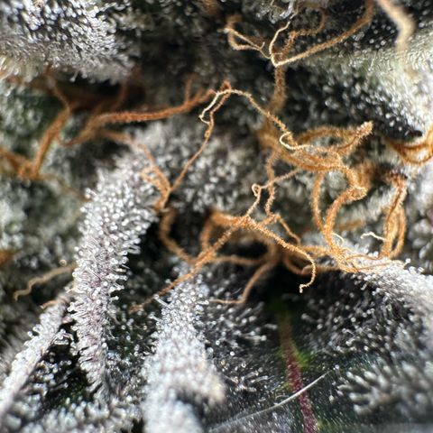 CxLAZ #11 50.28g growlog timeline photo