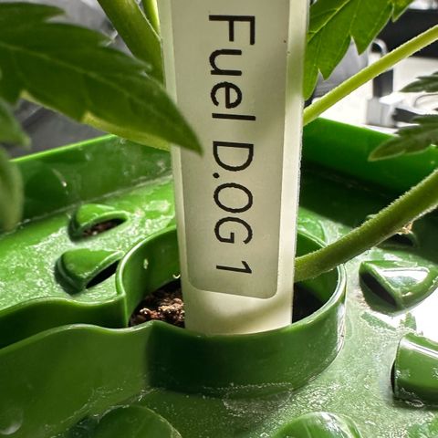Fuel D.OG #1 Female 47.36g growlog timeline photo