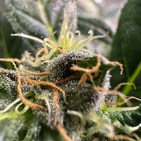 Auto Think Different  #3 growlog timeline photo