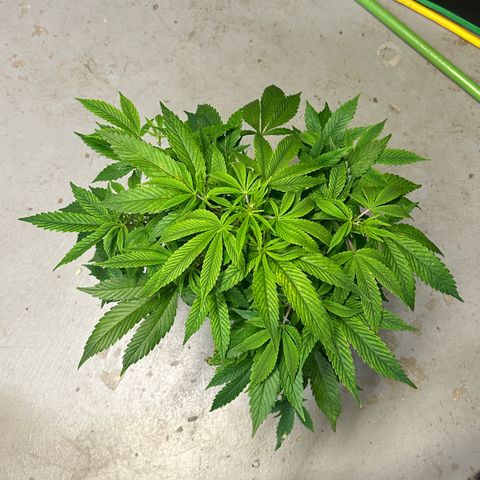 CxLAZ #20 C1 25g growlog timeline photo