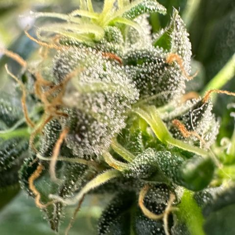 Auto Think Different  #3 growlog timeline photo
