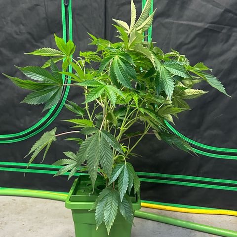 MiscxLAZ #37 C growlog photo: Transplanted into 1gal