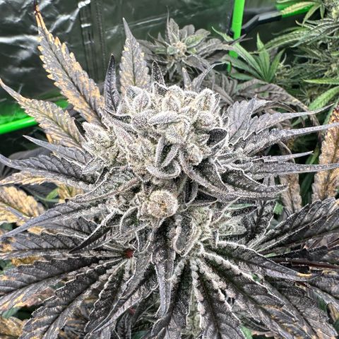 Misc x (LA Kush x Zkittles) #29 25.69g growlog timeline photo