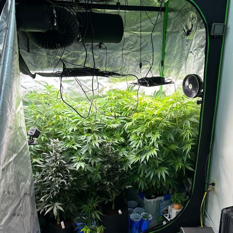 Shaman growlog timeline photo