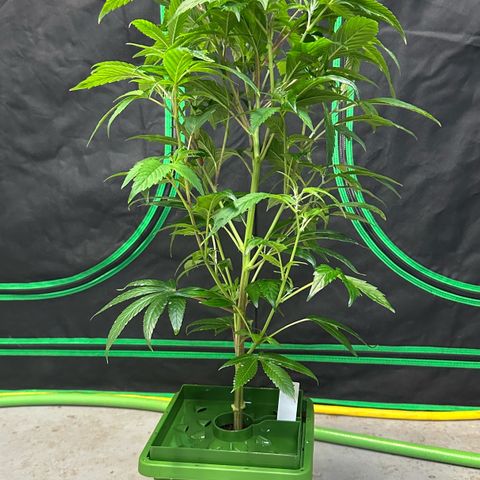 MiscxLAZ #26 C #1 47.15g growlog timeline photo