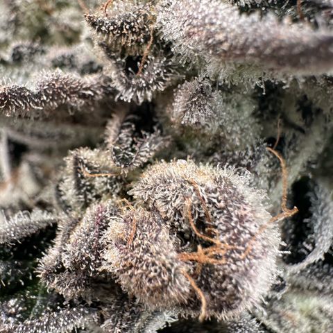 Misc x (LA Kush x Zkittles) #29 25.69g growlog timeline photo
